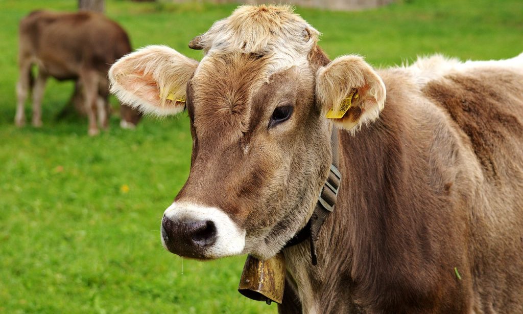 Cow in field